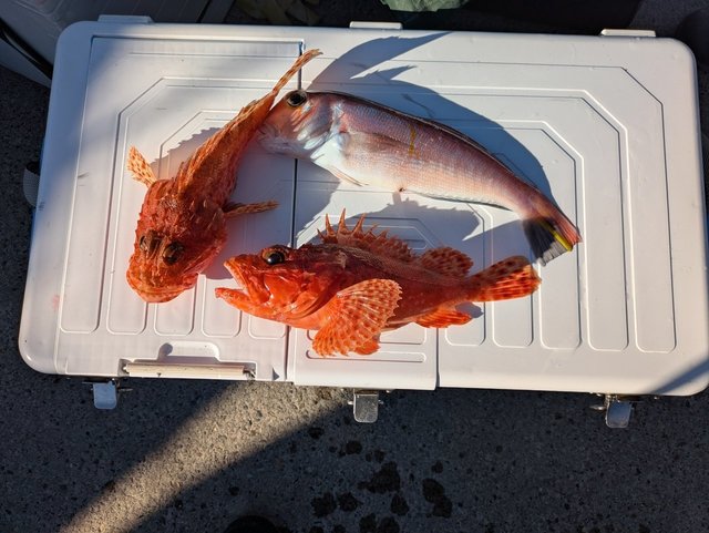 クロムツ・オニカサゴ(イズカサゴ)