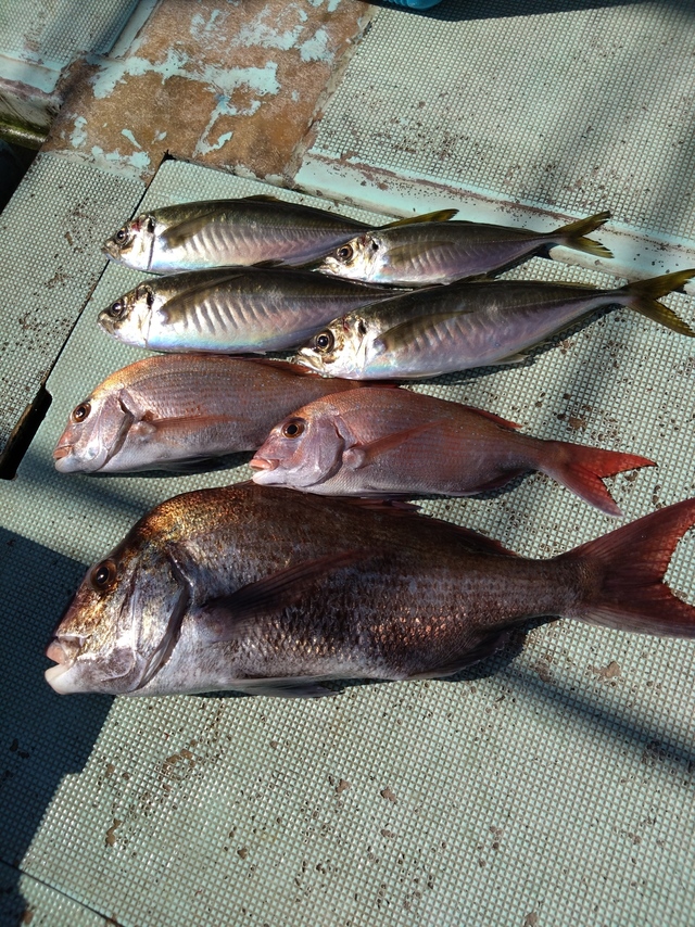 タイ(マダイ)・アジ(マアジ)