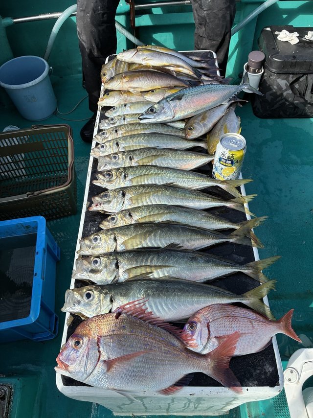 チダイ・マアジ