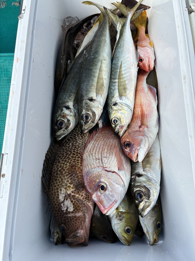 チダイ・マアジ