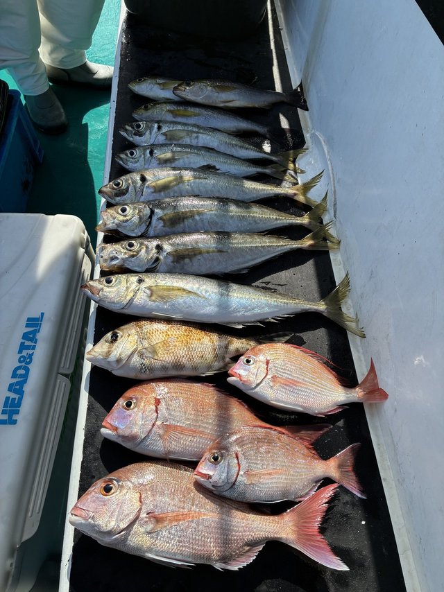 マダイ・チダイ・マアジ・メイチダイ