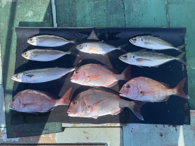 マダイ・マアジ・マサバ