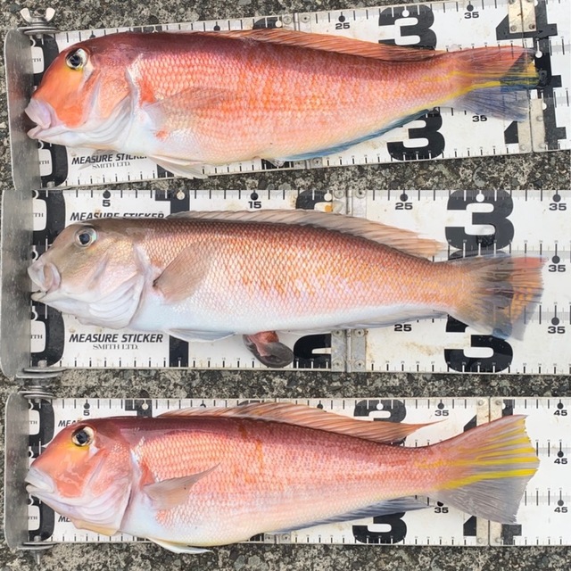 アマダイ(アカアマダイ)