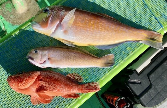 アマダイ(アカアマダイ)