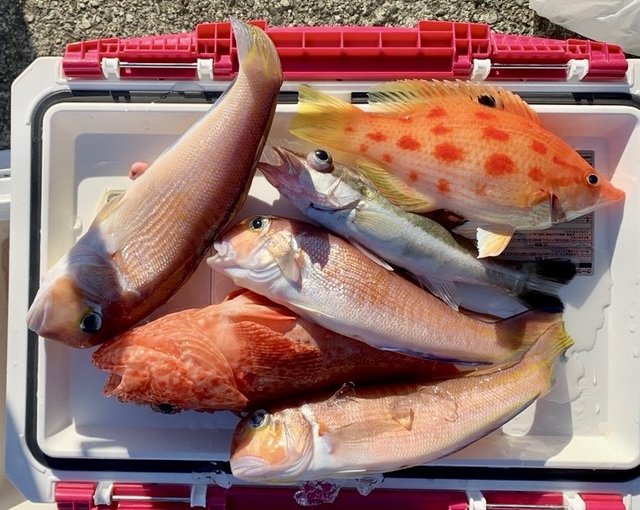 アマダイ(アカアマダイ)