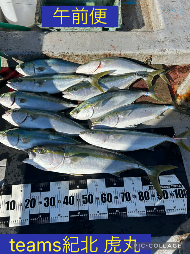 ブリ・メジロ(ブリ)