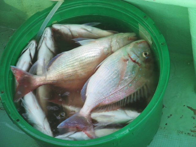 ハナダイ(チダイ)