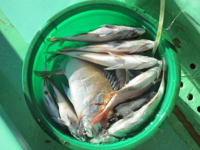 ハナダイ(チダイ)