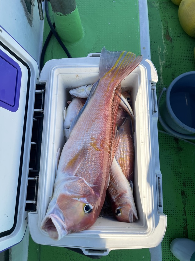 アマダイ(アカアマダイ)