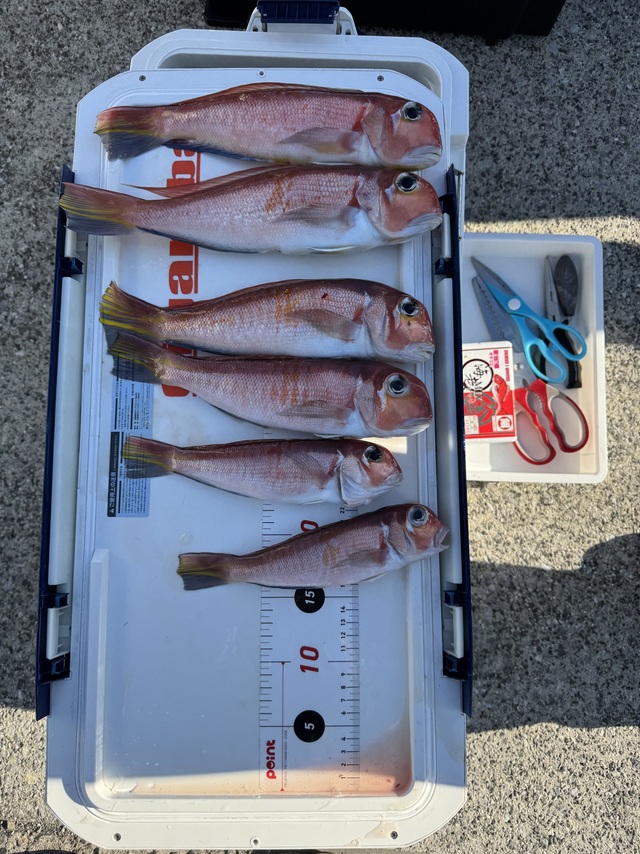 アマダイ(アカアマダイ)