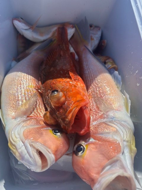 アマダイ(アカアマダイ)・カンコ(ウッカリカサゴ)