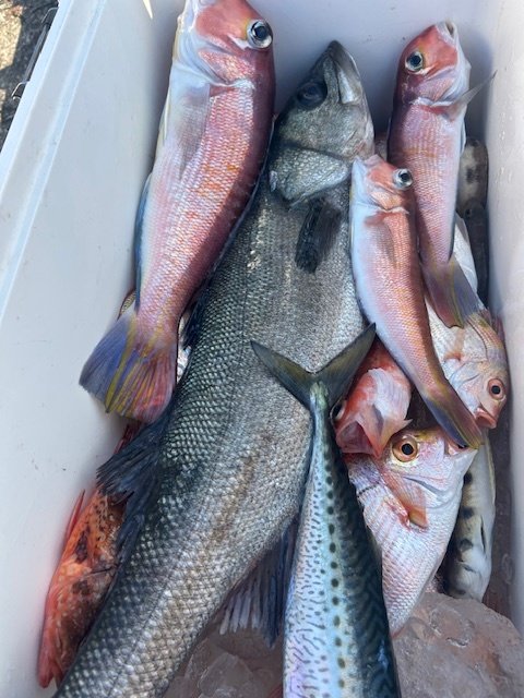 アマダイ(アカアマダイ)