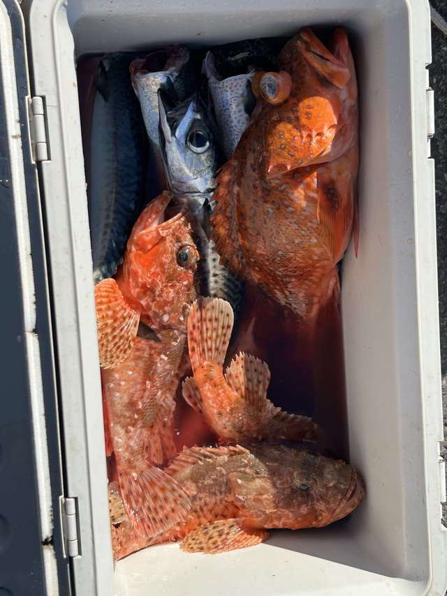 オニカサゴ・サバ(ゴマサバ)