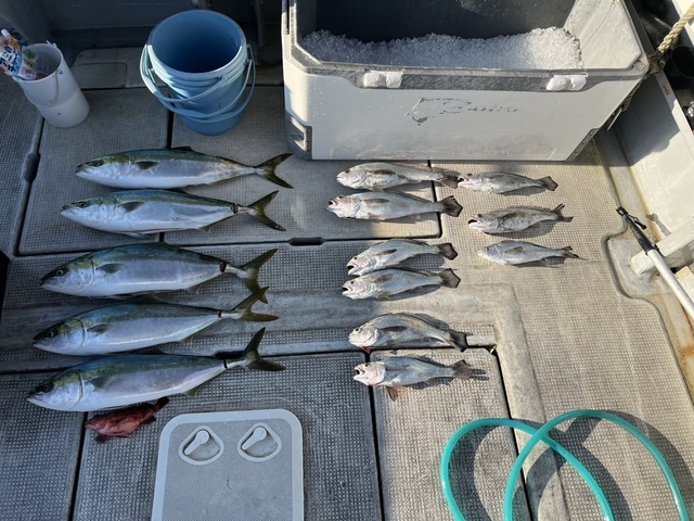 メジロ(ブリ)・ガシラ(カサゴ)・クログチ