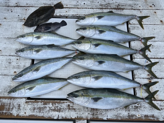 イナダ(ブリ)・ワラサ(ブリ)・ヒラメ・ソイ(キツネメバル)