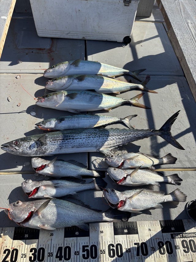 メジロ(ブリ)・サワラ・サゴシ(サワラ)・クログチ