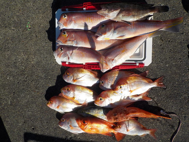 アマダイ(アカアマダイ)