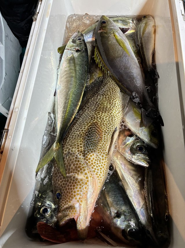 オオモンハタ・マアジ