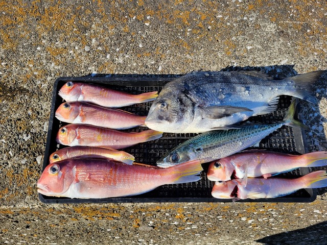 クロダイ・アマダイ(アカアマダイ)