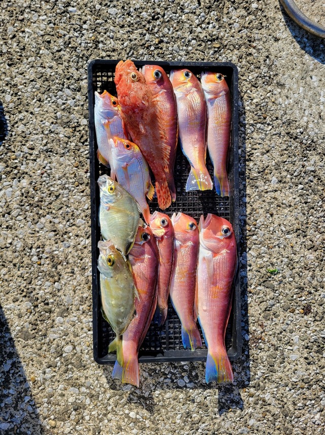 アマダイ(アカアマダイ)