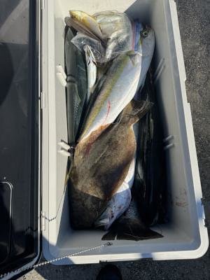 ハマチ(ブリ)・メジロ(ブリ)・オオニベ・ヒラメ