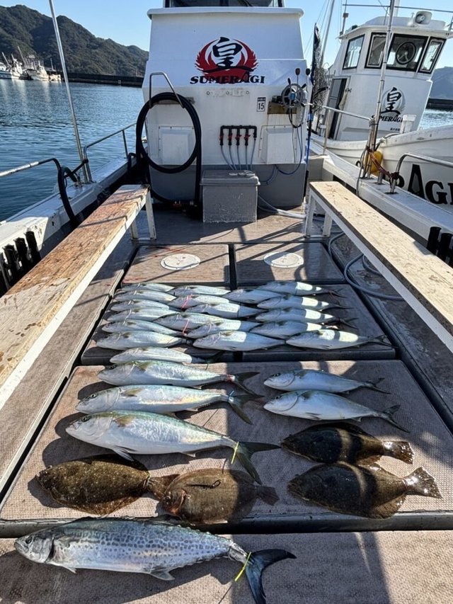 ブリ・ハマチ(ブリ)・サワラ・ヒラメ