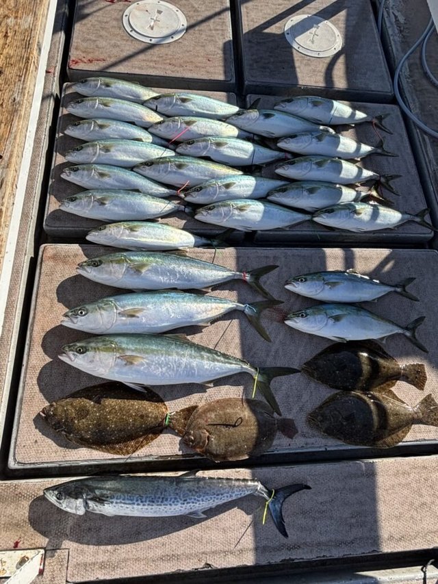 ブリ・ハマチ(ブリ)・サワラ・ヒラメ