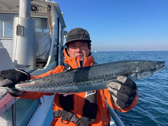 サゴシ(サワラ)