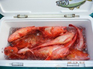 カンコ(ウッカリカサゴ)