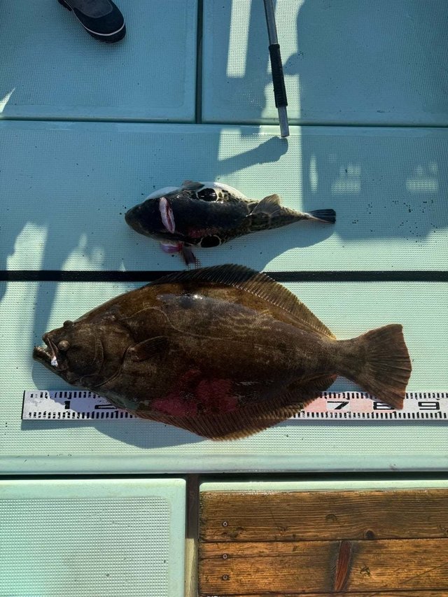 ヒラメ・トラフグ