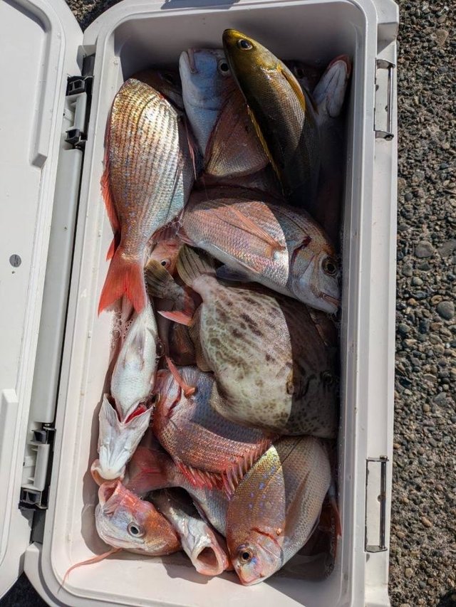 ハナダイ(チダイ)・イサキ・カワハギ