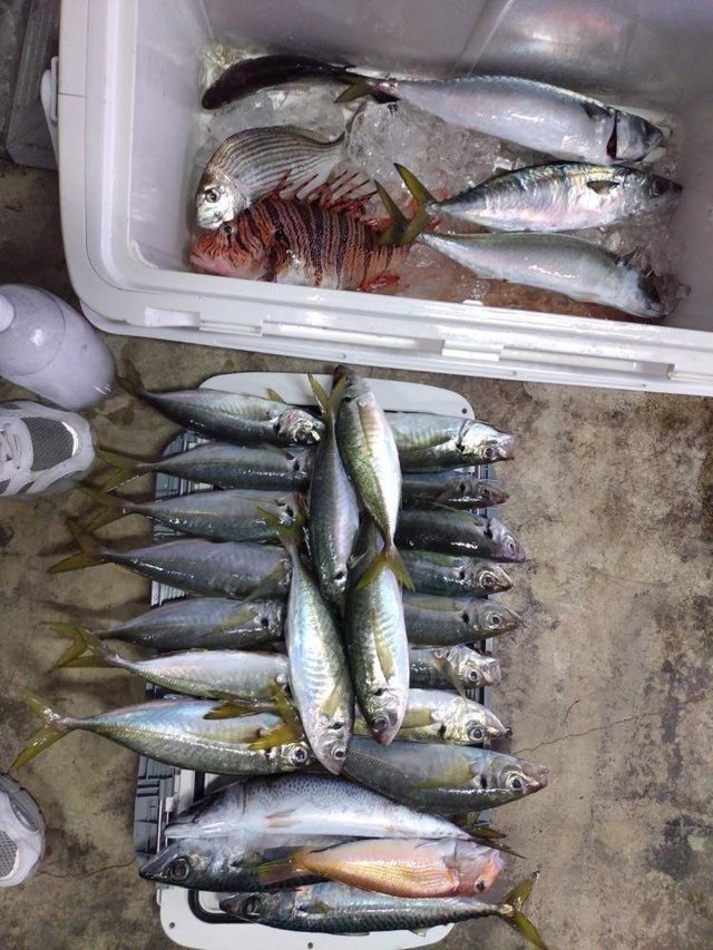 マハタ・アマダイ(アカアマダイ)・イトヨリ(イトヨリダイ)・サバ(ゴマサバ)