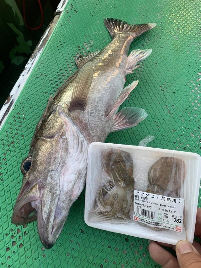 シロムツ(オオメハタ)