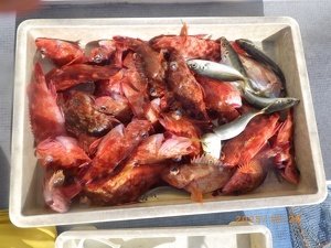 アジ(マアジ)・カサゴ