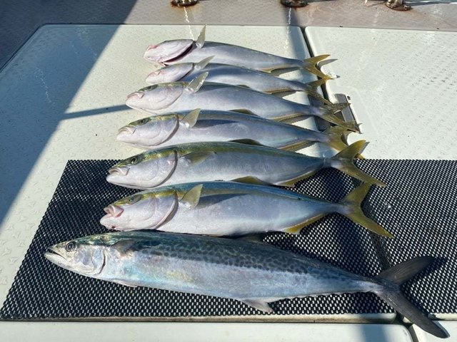 ハマチ(ブリ)・サワラ