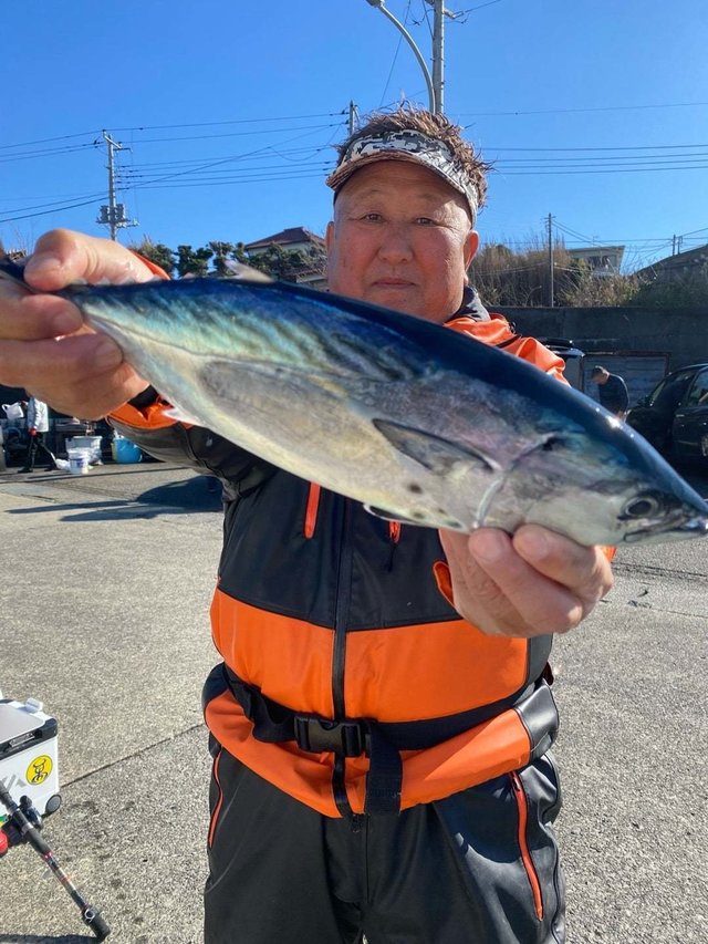 スマガツオ(スマ)