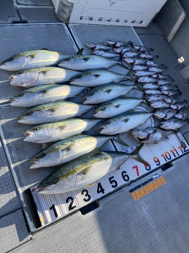 ブリ・ハマチ(ブリ)・メジロ(ブリ)・クログチ