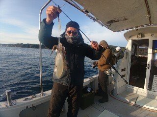 アオリ(アオリイカ)