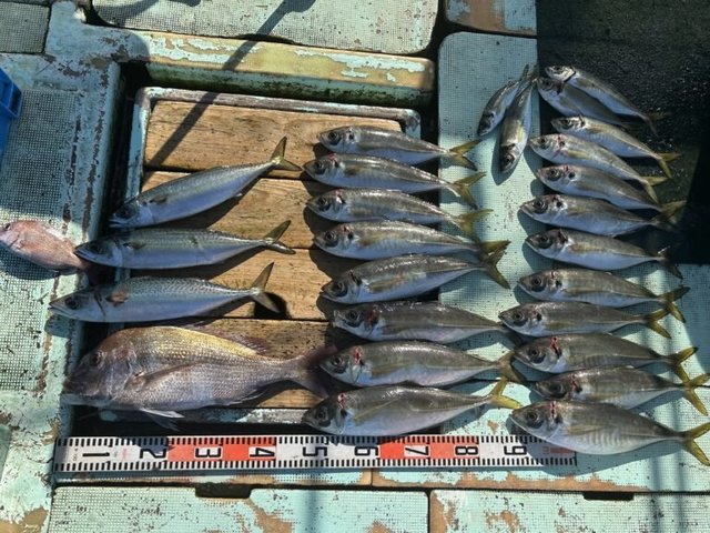 マダイ・マアジ・マサバ