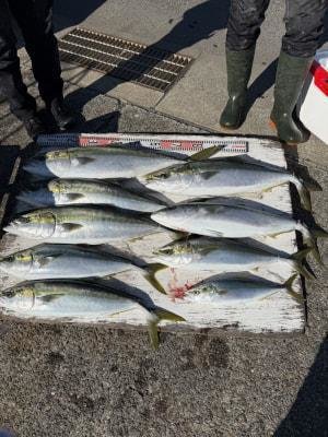 マアジ・ブリ・メジロ(ブリ)