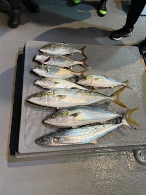 ブリ・メジロ(ブリ)・カンパチ