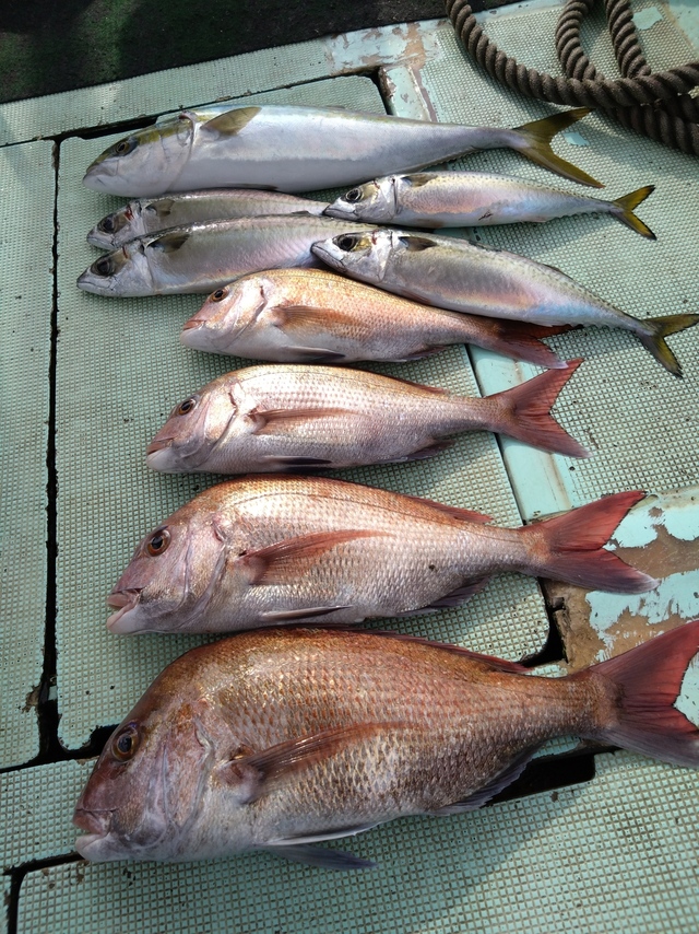 タイ(マダイ)・メジロ(ブリ)・サバ(マサバ)