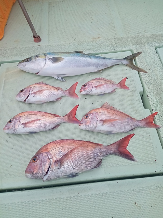 マダイ・メジロ(ブリ)