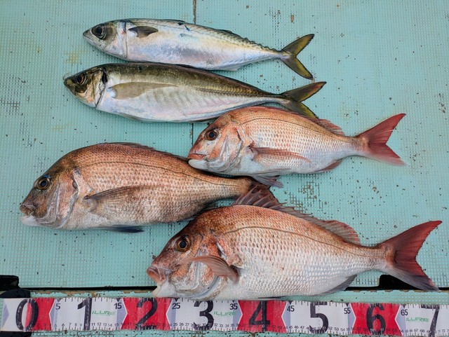 タイ(マダイ)・アジ(マアジ)・マサバ