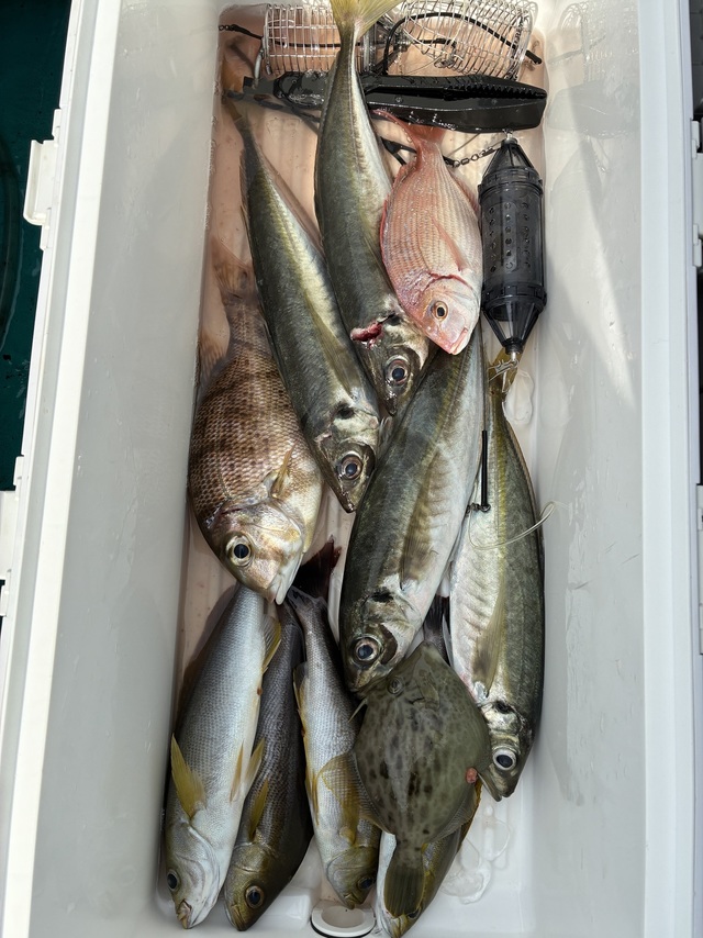 チダイ・マアジ・メイチダイ