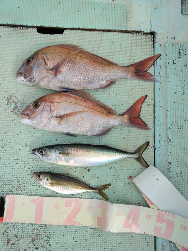 マダイ・マアジ・マサバ