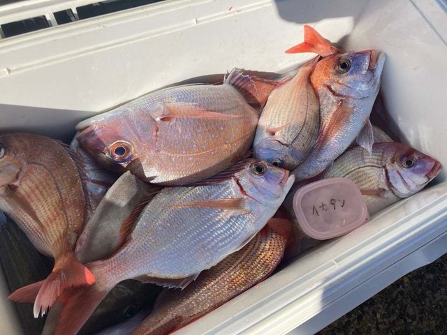 ハナダイ(チダイ)