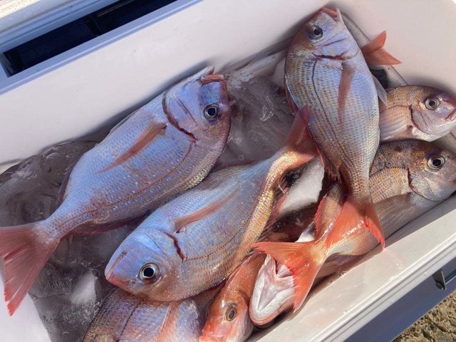 ハナダイ(チダイ)