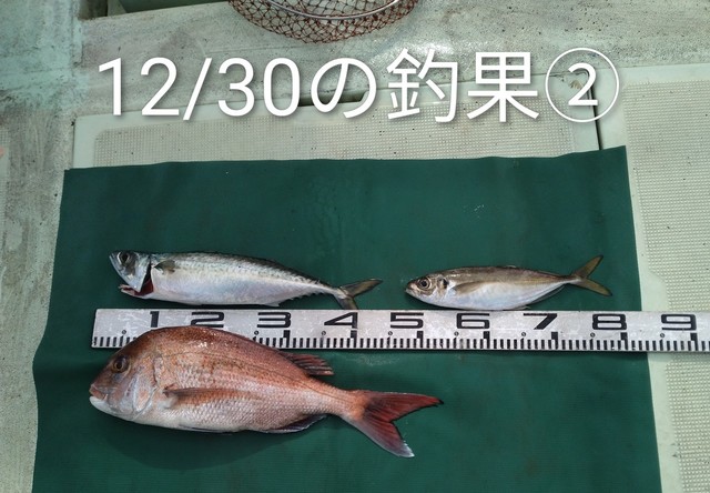 マダイ・マアジ・マサバ