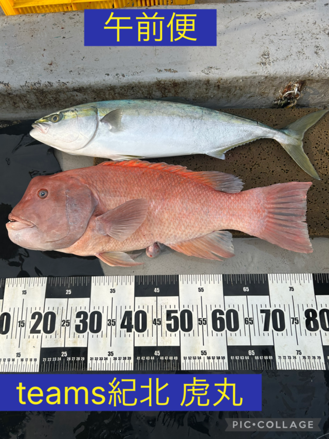 メジロ(ブリ)・コブダイ